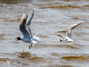 Black-headed Gull – Mewa Śmieszka